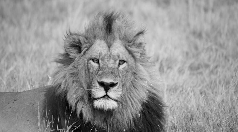 Watching Him Watching Me by Pat Svanberg