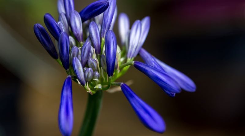 Agapanthus by Martyn Sharp