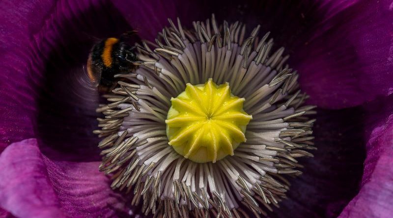 Pattys Plum by Neil Purcell