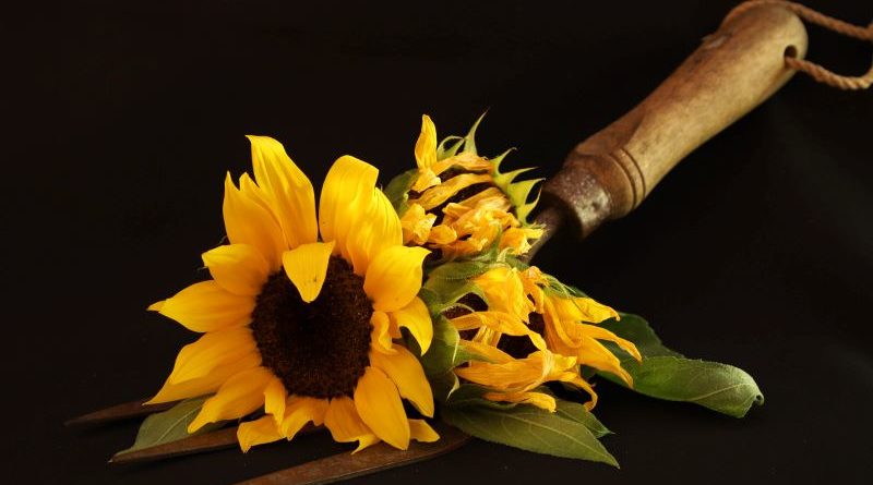 Sunflowers in Autumn by Pat Svanberg