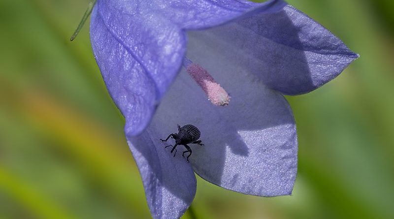 Harebell by Vivien Smith