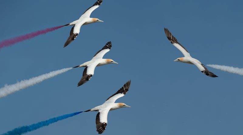 Gannet Aerobatic Team – Crossover by Basil Groundsell