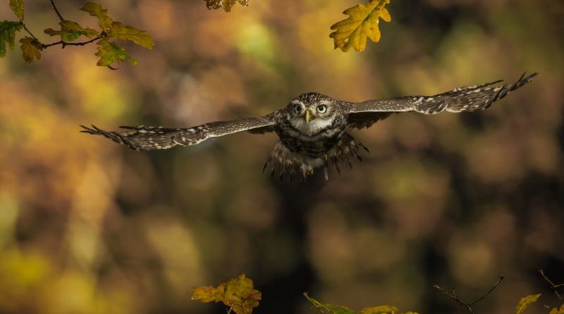 Little Owl in Autumn by Ian Newell