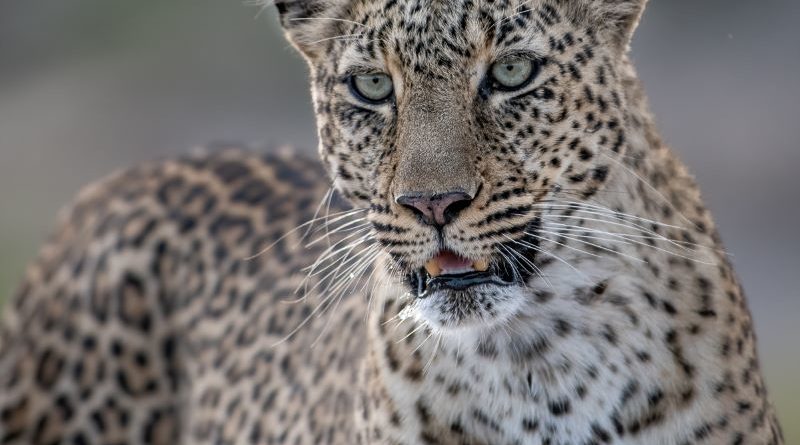 Female Leopard Maasai Mara by Lesley Taylor