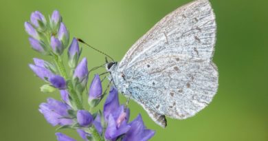 Holly Blue by Lesley Taylor