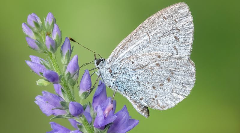 Holly Blue by Lesley Taylor