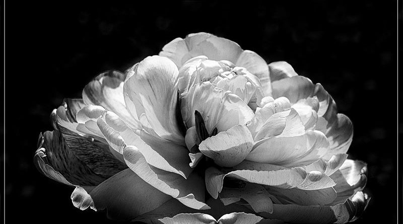 Double Tulip by Viven Smith