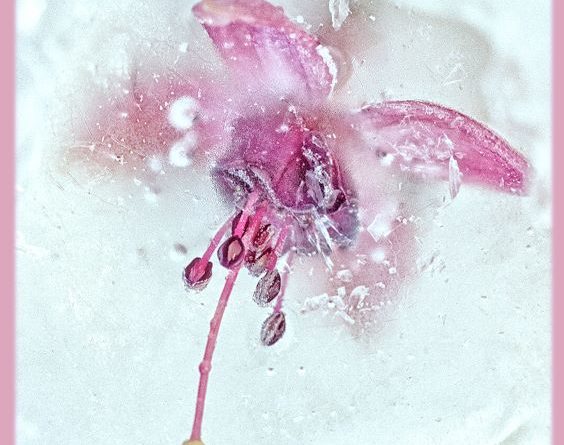 Frozen Fuschia by Wendy Collens
