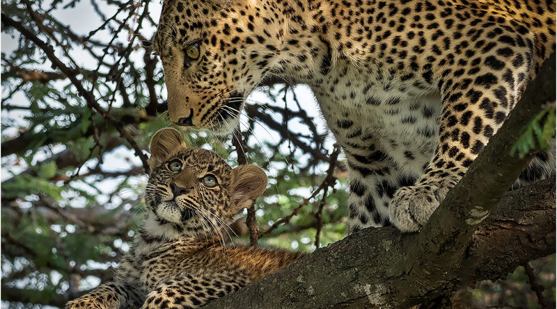 Basil Groundsell for Leopard with Cub in a Tree
