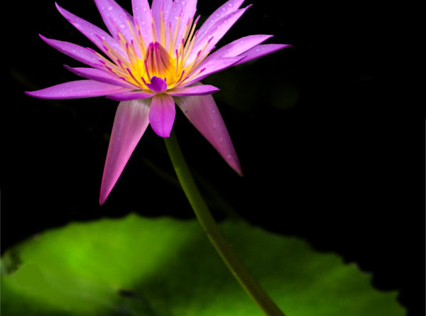 David Mason for Water Lily