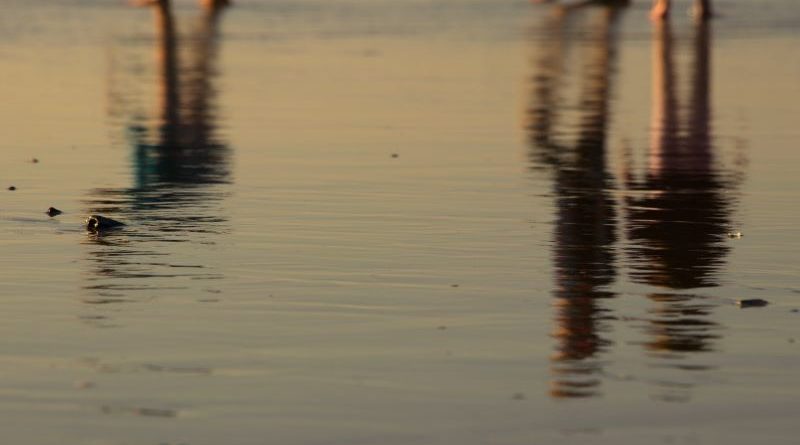 Reflections on a Beach by David Mason