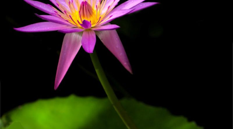 Water Lily by David Mason