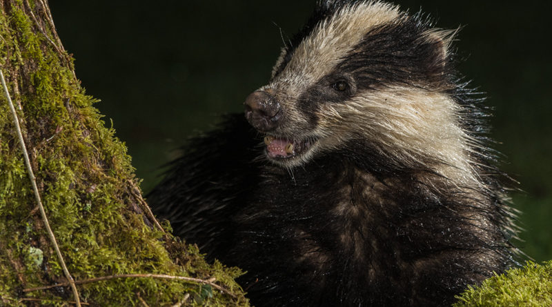 Ian Newell for Badger looking for food