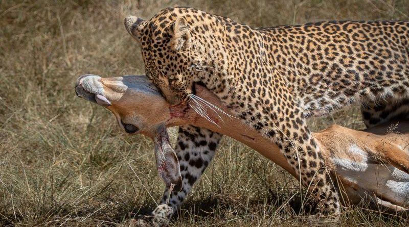 Successful Hunt by Lesley Taylor