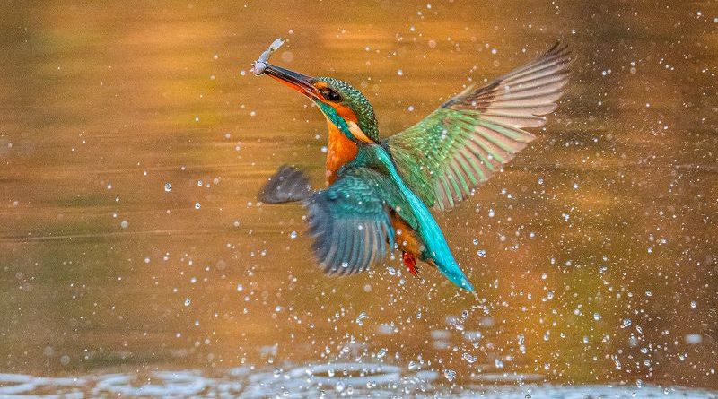 Kingfisher by Linda Kent