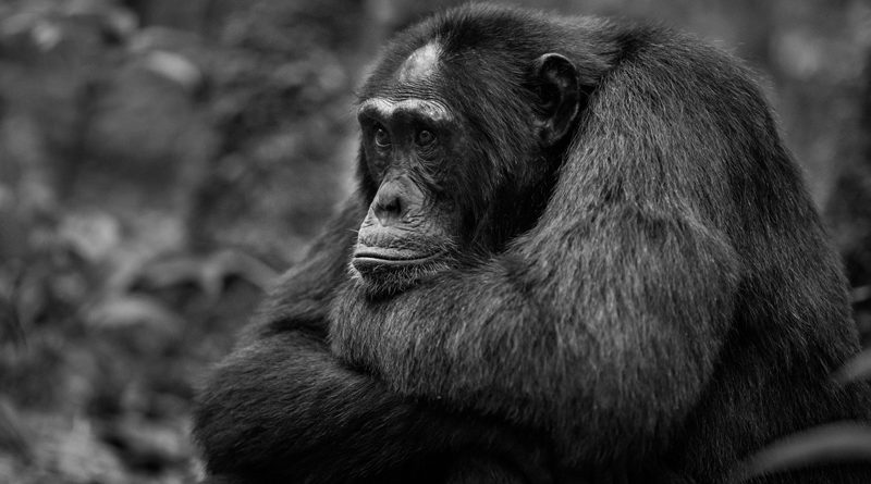 Mark Pirie for Chimpanzee Kibale Forest