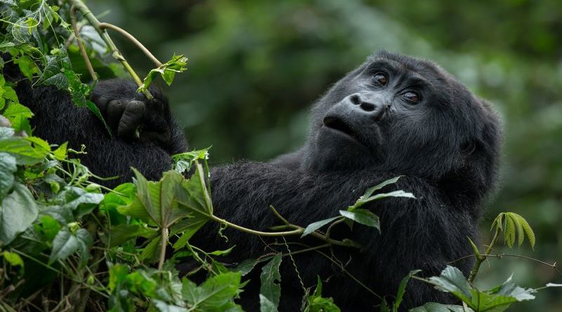 Mountain Gorilla, Bwindi, Uganda by Mark Pirie