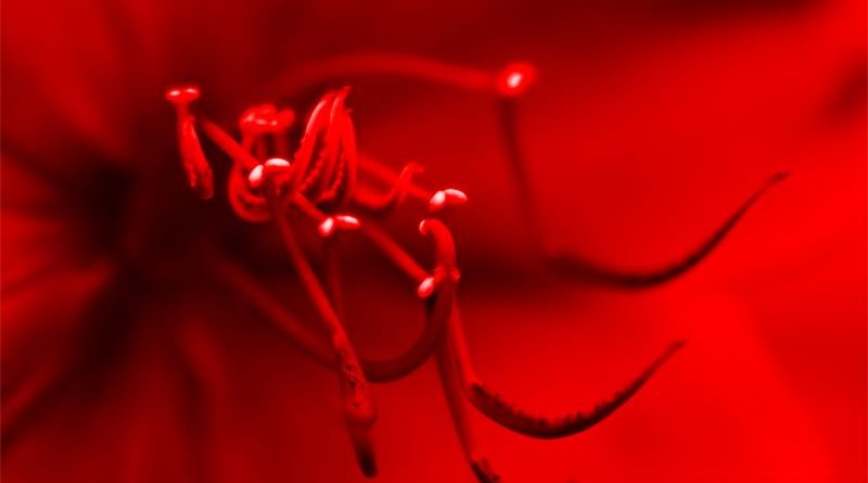 Caledula and Stamens by David Mason