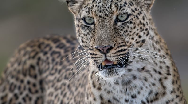 Female Leopard Maasai Mara by Lesley Taylor