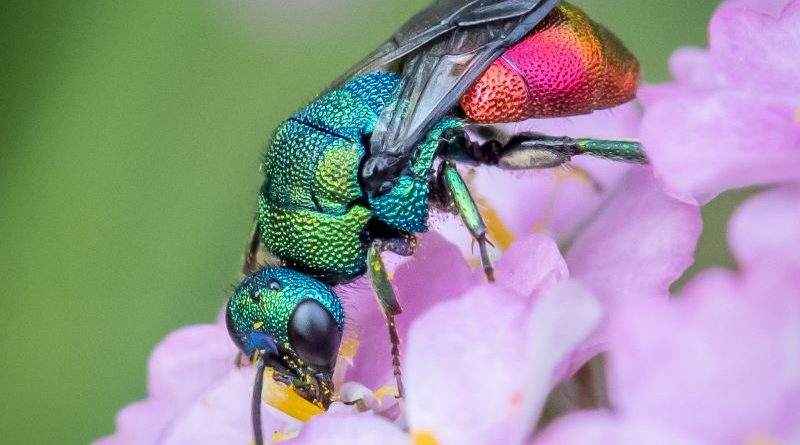Jewel Wasp by Lesley Taylor