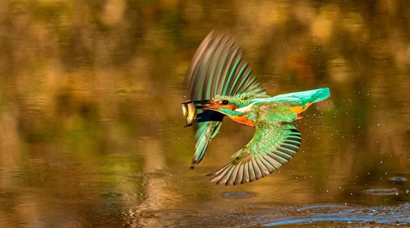 Kingfisher Flying by Linda Kent