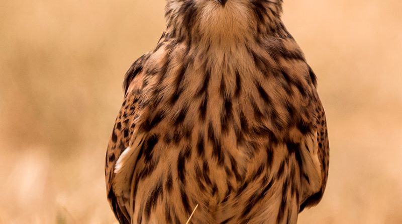Wild Kestrel Watching Me Watching You by Linda Kent