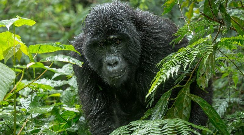 Mountain Gorilla, Bwindi Forest by Mark Pirie