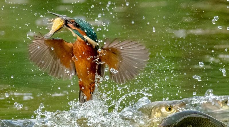 Kingfisher beats the larger fish by Basil Groundsell