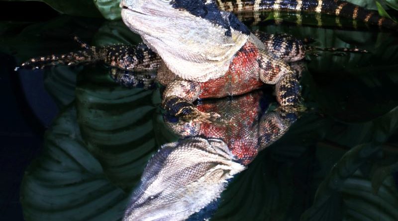 Australian Water Dragon by David Mason