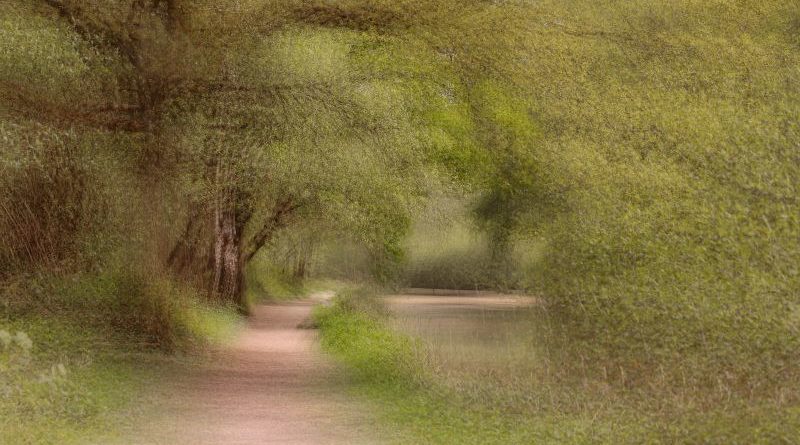 Dreaming of a woodland walk by Kathryn Graham