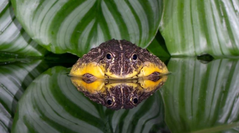 American Bullfrog by Naomi Ward