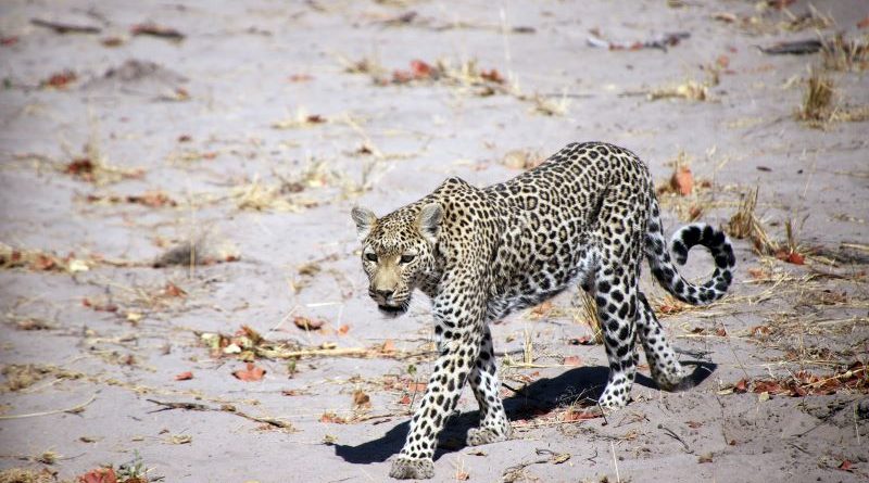 Leopard on the Hunt by Pat Svanberg
