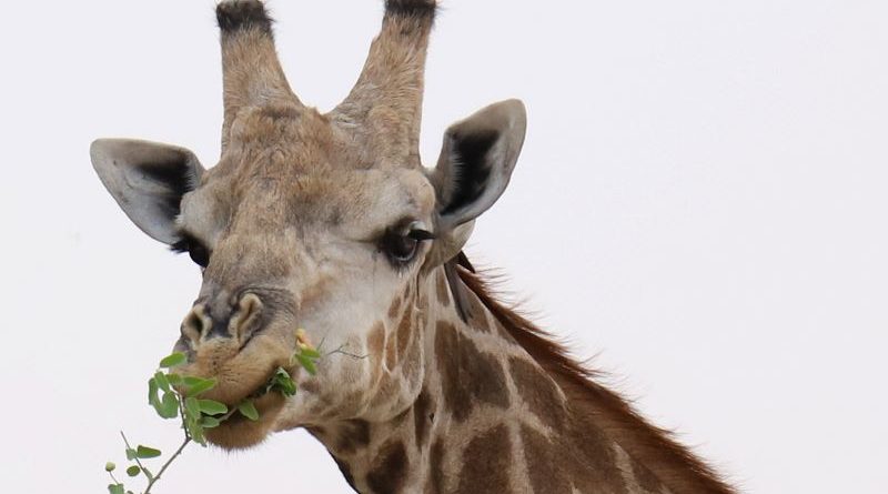 Giraffe by Pat Svanberg