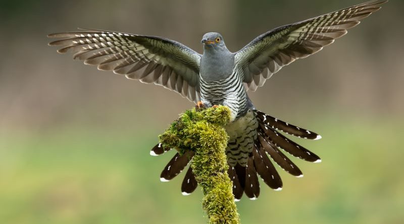 Cuckoo Landing by Mark Pirie