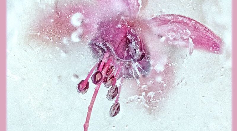 Frozen Fuscia by Wendy Collens