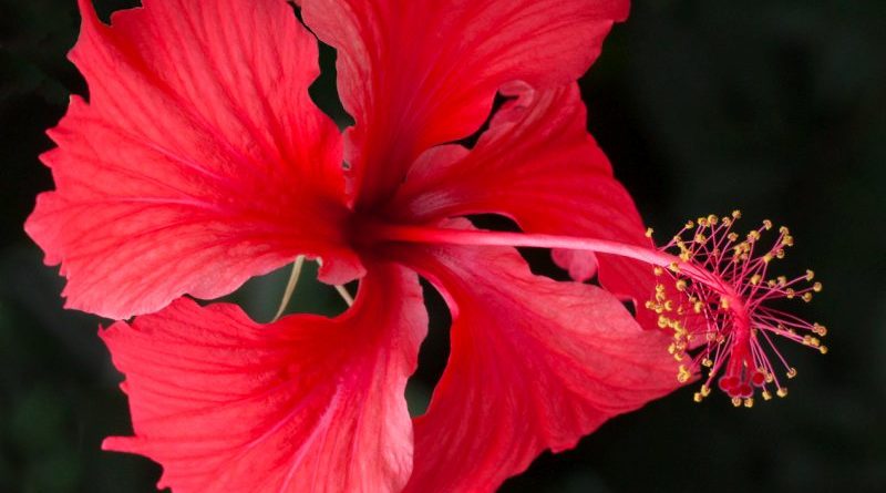 Hibiscus by John Sturgeon