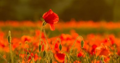 Poppy Field by Linda Kent