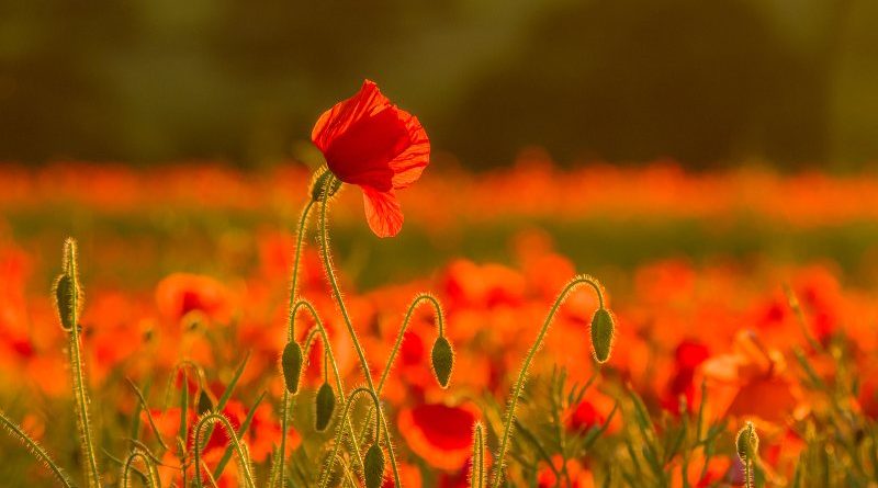 Poppy Field by Linda Kent