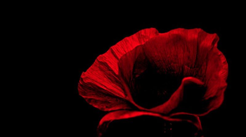 Poppy by Kathryn Graham