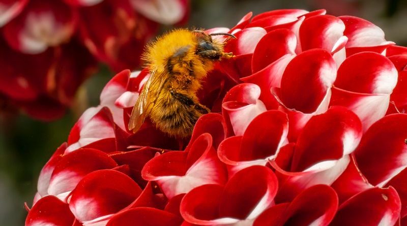 Red Dahlia with bumble bee by Vivien Smith