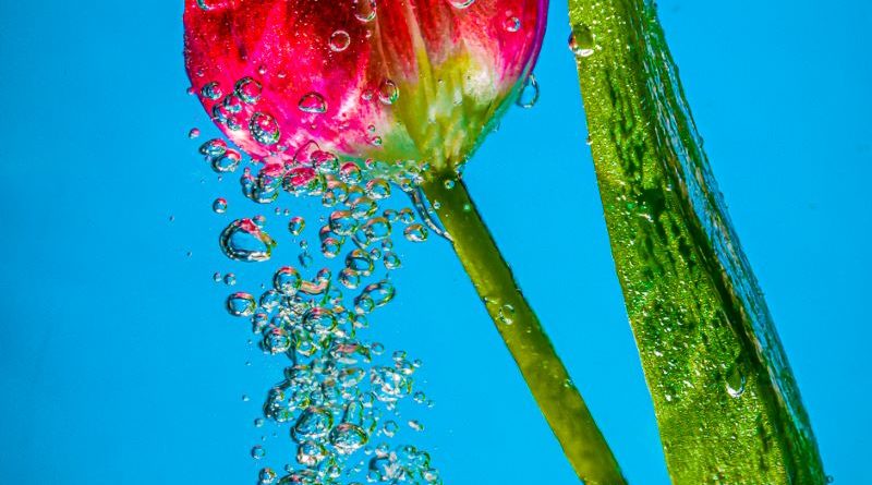 Watery Tulip by Kerry Turner