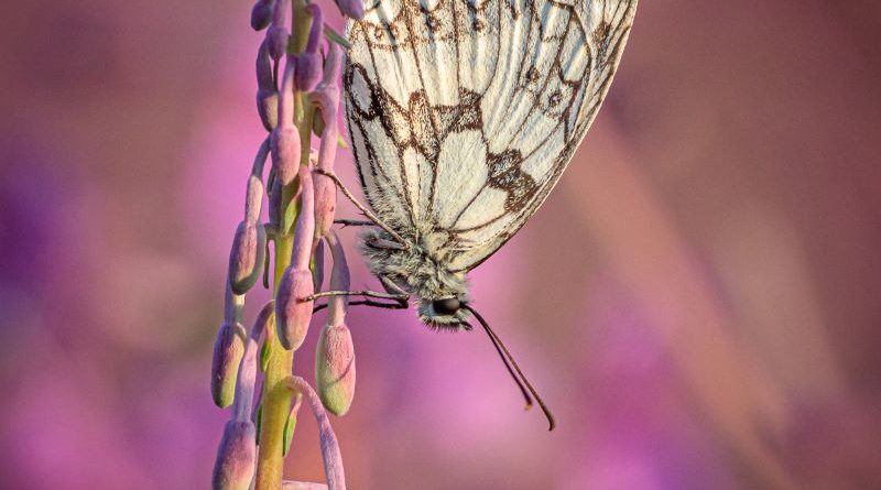 Marbled White on Rosebay Willowherb by Kathryn Graham