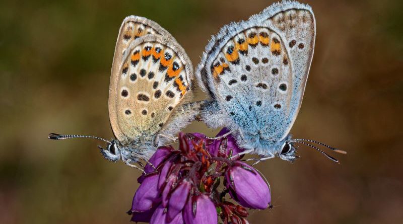 Mating Silver Studded Blues by Kathryn Graham