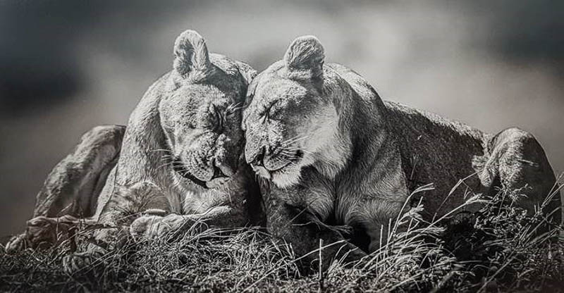 Sisters by Lesley Taylor