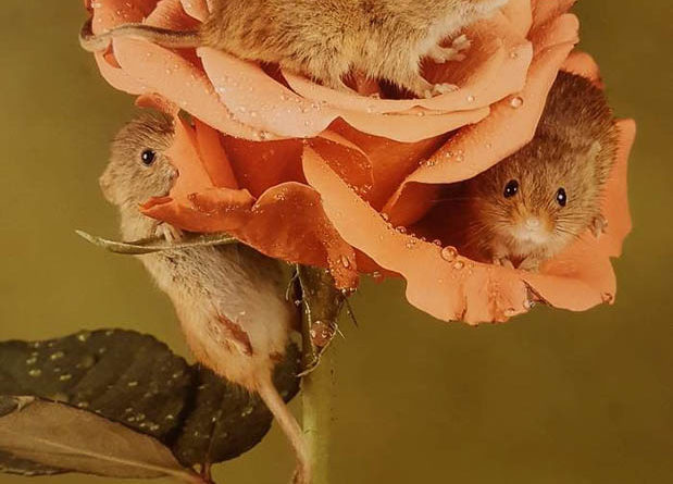 Three Little Harvest Mice by Sally Seager