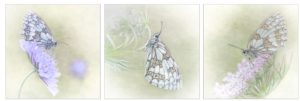 Views of Roosting Marbled Whites by Kathryn Graham