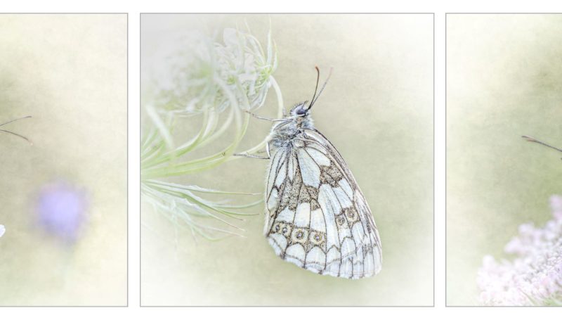 Views of Roosting Marbled Whites by Kathryn Graham