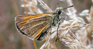 Orange Skipper at Southwood Country Park