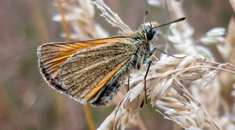 Orange Skipper at Southwood Country Park