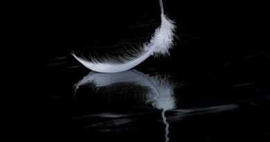 Floating Feather by Wendy Collens